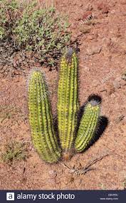 Organ pipe cactus national monument is in the western region of arizona in the united states. Organ Pipe Cactus Stenocerus Thurberi Junge Organ Pipe Cactus National Monument Arizona Stockfotografie Alamy