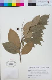 Image result for Cryptocarya liebertiana