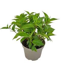 Image result for Hydrangea macrophylla bela obrázek