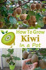How To Grow Kiwi In A Pot Kiwi Growing Grow Kiwi From Seed Edible Landscaping