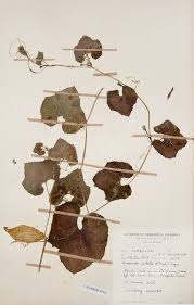 Image result for Kedrostis leloja