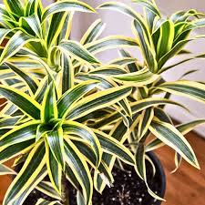 Image result for Dracaena reflexa