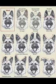 Gsd Ear Chart German Shepherd Training German Shepherd