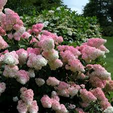 Image result for hydrangea paniculata vanille fraise