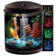 Pin On Bettas
