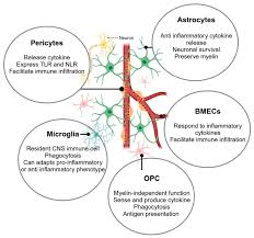 Image result for Mohria marginalis