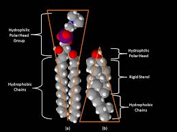 Check spelling or type a new query. 1 6 Sterols And Sterol Induced Phases Physics Libretexts
