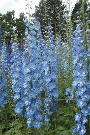 Delphiniums At Wisley Trial Field Delphinium Flowers Perennial Plants Flowers Perennials