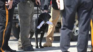 11 dionicio m camacho, end of watch : End Of Watch For Cumberland County Sheriff K9