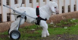 Inspiring Goat In A Wheelchair Is All You Need Right Now Baby Goats Goats Animals