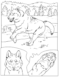If you want to fill colors in realistic wolf running pictures & you can make it more beautiful by filling your imaginative colors. Animals A Wolf Running In The Woods