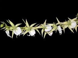 Image result for Angraecum sacciferum