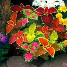 Image result for Coleus meyeri
