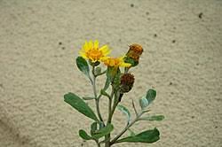 Image result for Senecio sp.no.2