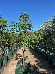 Image result for Brachychiton discolor