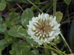 Image result for Trifolium