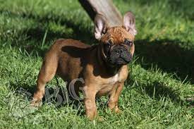 Red2 M French Bulldog Breeders French Bulldog Puppies Bulldog Puppies