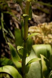 Image result for Crassula vaginata