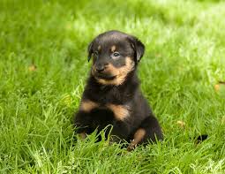Maybe you would like to learn more about one of these? Beauceron Dog Breed Pictures Info Care Guide Traits Pet Keen