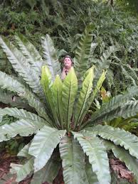 Image result for Asplenium aethiopicum