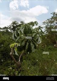 Image result for Cecropia pachystachya