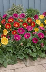Pin On Garden