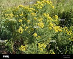 Image result for Phymaspermum