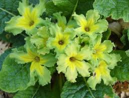 Image result for Primula