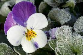 We did not find results for: How To Care For Pansy Flowers In Winter Gardener S Path