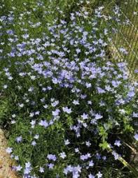 Image result for Wahlenbergia capitata