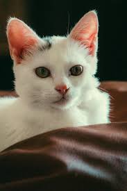 Close up of White Cat · Free Stock Photo