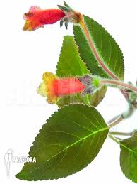 Image result for Microcoelia koehleri