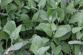 Maybe you would like to learn more about one of these? Wild Food Girl We Are Getting Toward The End Of Orache Facebook