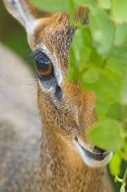 Dik Dik Close Up Jpg 432 650 Dik Dik Hooved Animal Animals Beautiful