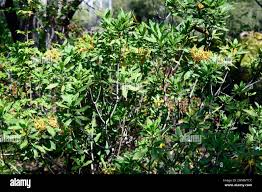 Image result for Strophanthus speciosus