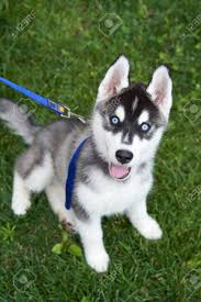 Black And White Husky With Blue Eyes Puppy Siberian Husky Black And White With Blue Eyes Outdoors Siberian Husky Puppy With Blue Eyes Purebred Laying Husky With Blue Eyes Husky Puppy White Husky