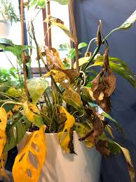 Postmortem On This Monstera Adansonii Plantclinic