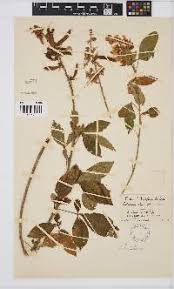 Image result for Crotalaria lepidissima