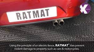 Rodents look for warm, dark places to hide and build homes for their families. Hammer Technologies Rat Repellent For Cars Deterrent For Rats