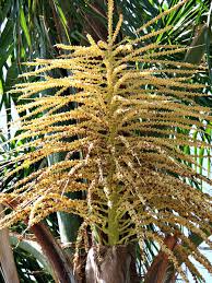 The sago palm (cycas revoluta) resembles a palm tree, although it's technically one of the 10 genera of cycads left in existence. Seedy Palms Free Stock Photos Rgbstock Free Stock Images Tacluda January 05 2011 1