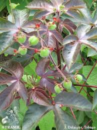 Image result for Jatropha gossypiifolia