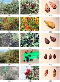 Image result for Lijndenia sp. cf barteri