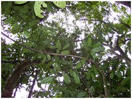 Image result for Inversodicraea