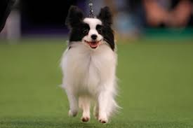 2021 wkc dog show exhibitor information. Famed Westminster Kennel Club Dog Show Coming To Tarrytown In 2021