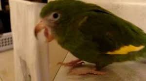 We did not find results for: Canary Winged Parakeet Youtube