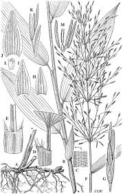 Image result for Eccoptocarpha obconiciventris