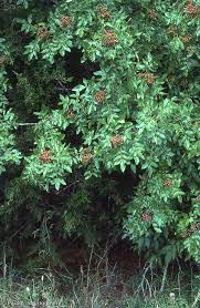 Image result for Zanthoxylum sp. A