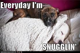 I Has A Hotdog Weimaraner Page 2 Funny Dog Pictures Dog Memes Puppy Pictures Pictures Of Dogs Dog Pictures Funny Pictures Of Dogs Dog Memes Puppy Pictures Doge Cheezburger