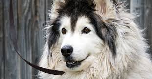 Weighing up to 100 pounds with luscious long locks to boot, it's no wonder that the old english was cast as the shaggy dog! despite their name, old english sheepdogs were typically used to drive cattle to market. Long Haired Dogs Top Breeds And Grooming Needs Petfinder
