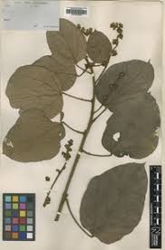 Image result for Manniophyton